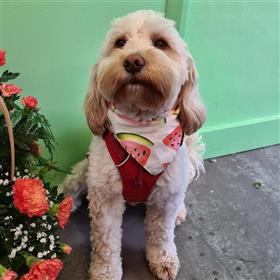 fwthumbRays Florist Mascot Doris The Florist.jpg